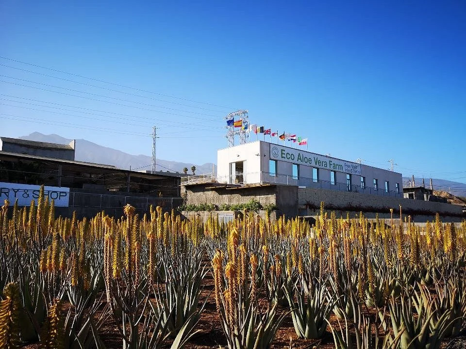 Finca Canarias Aloe Vera