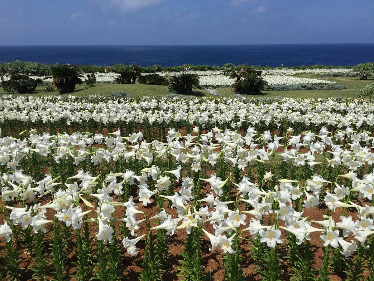 Lily Field Park