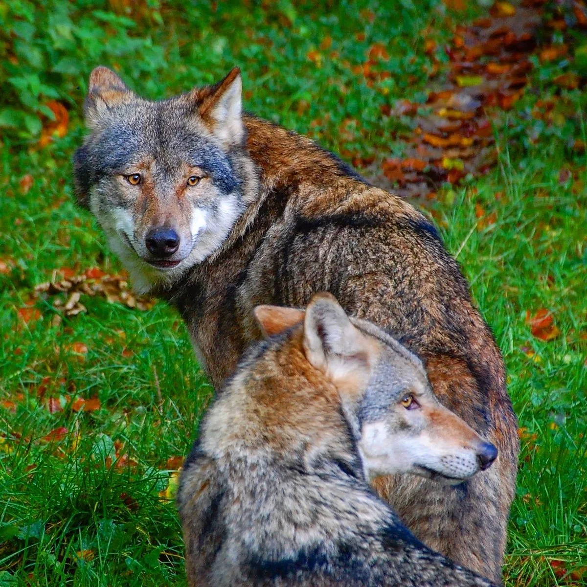 Heimat-Tierpark Olderdissen