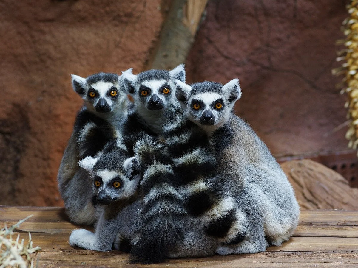Tropikariet