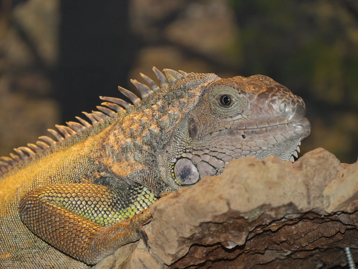 Iguana Reptile Zoo