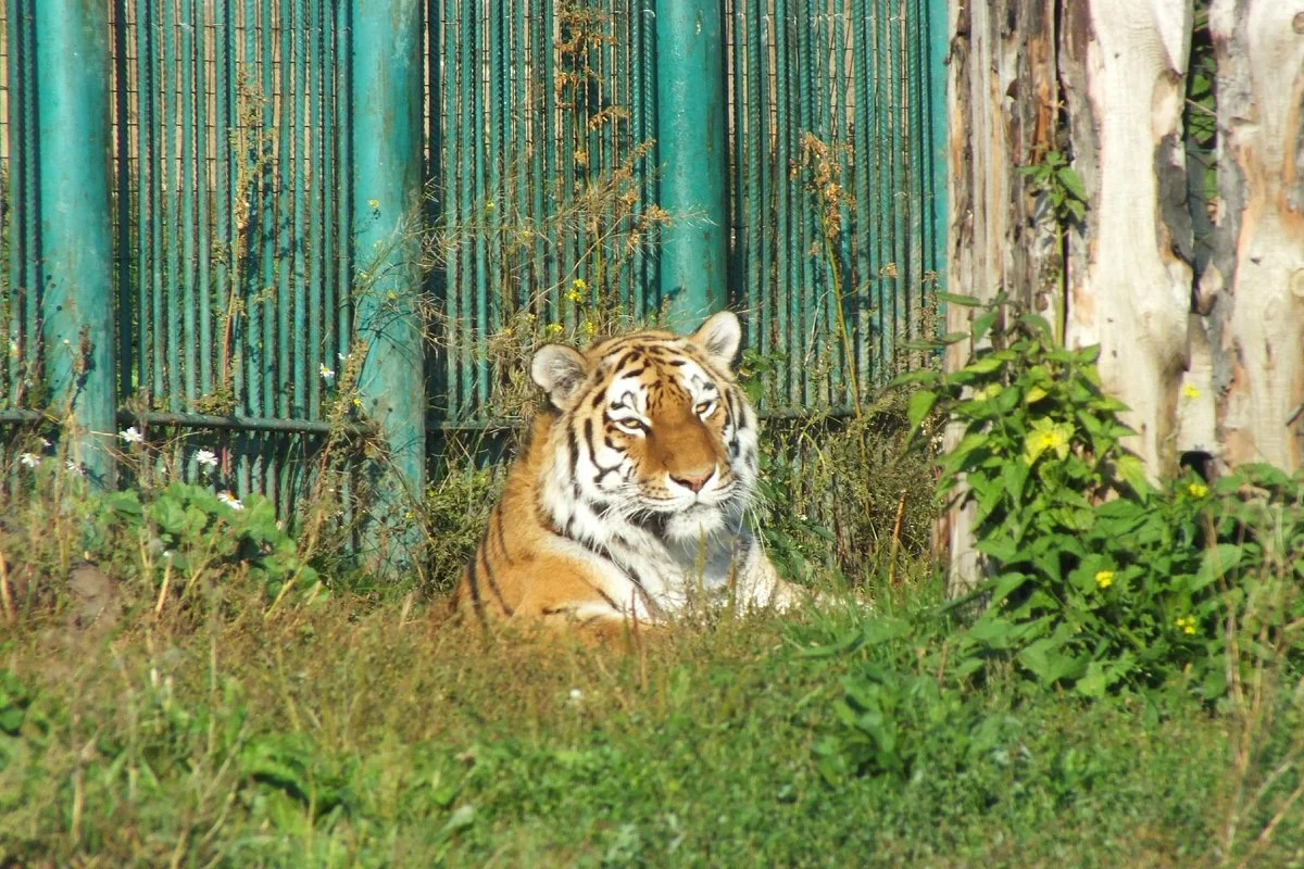 Udmurt Zoo