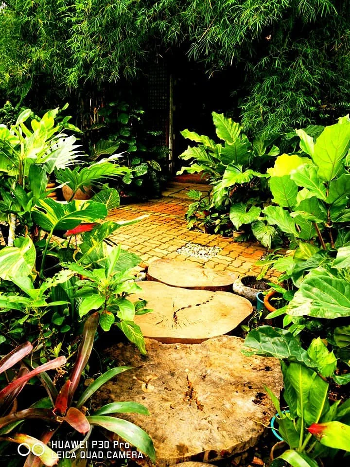 Forest Wood Garden