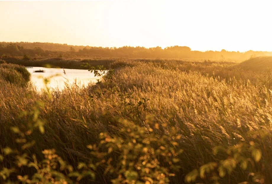 RSBP Dearne Valley - Old Moor