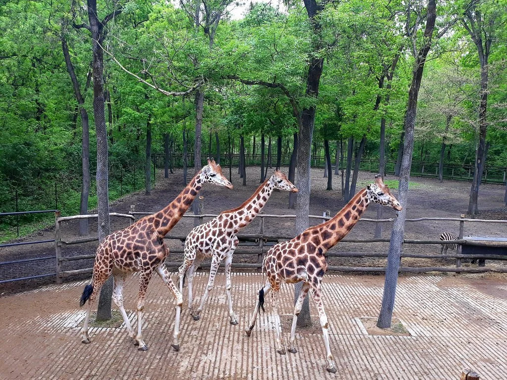 Szeged Zoo