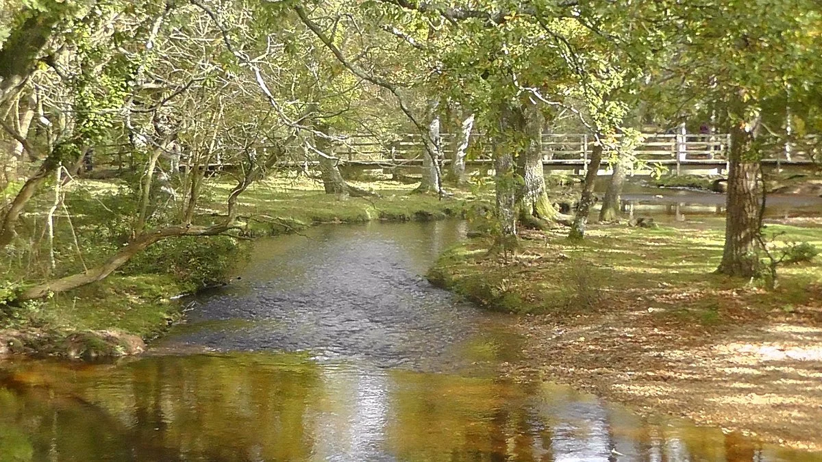 Rhinefield Ornamental Drive