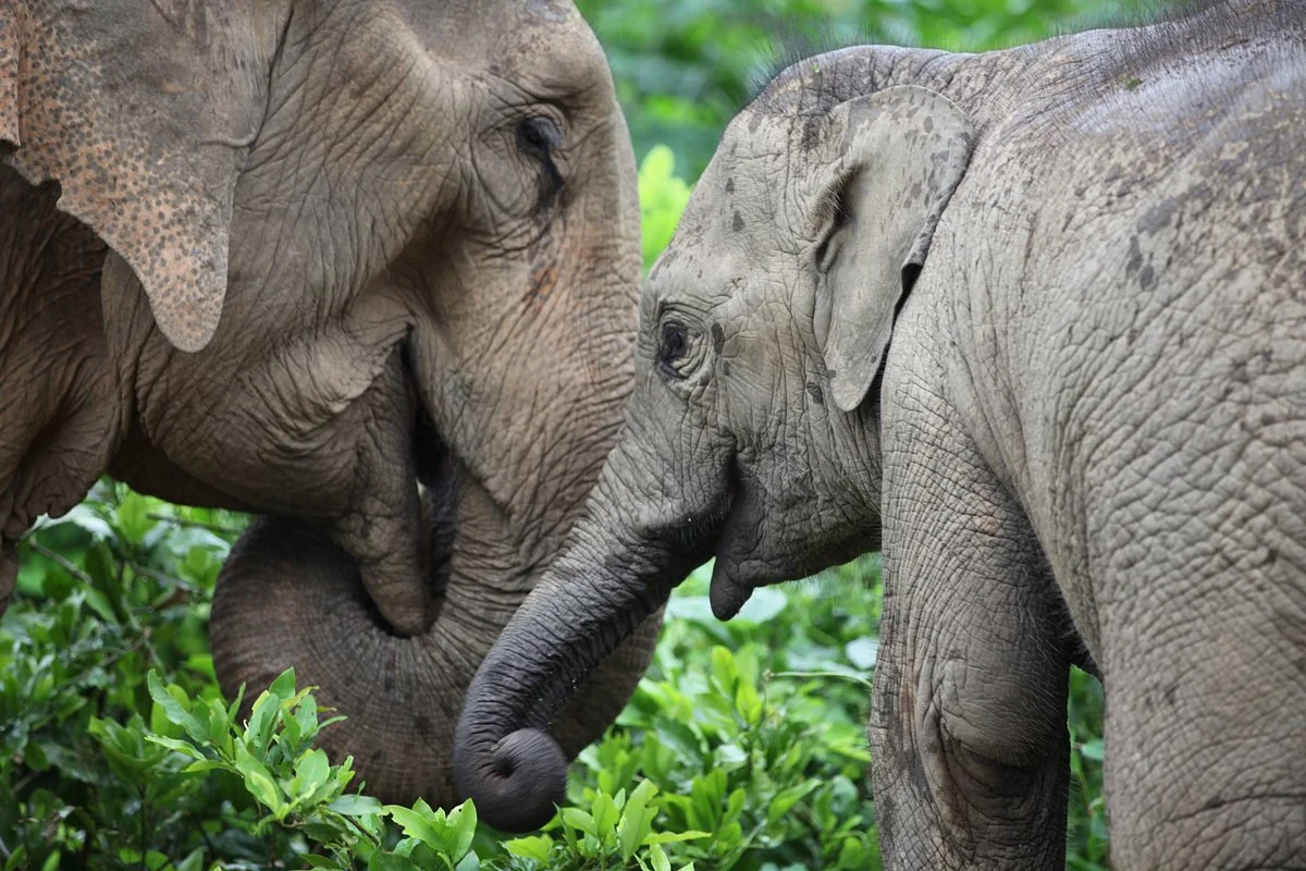 MandaLao Elephant Conservation
