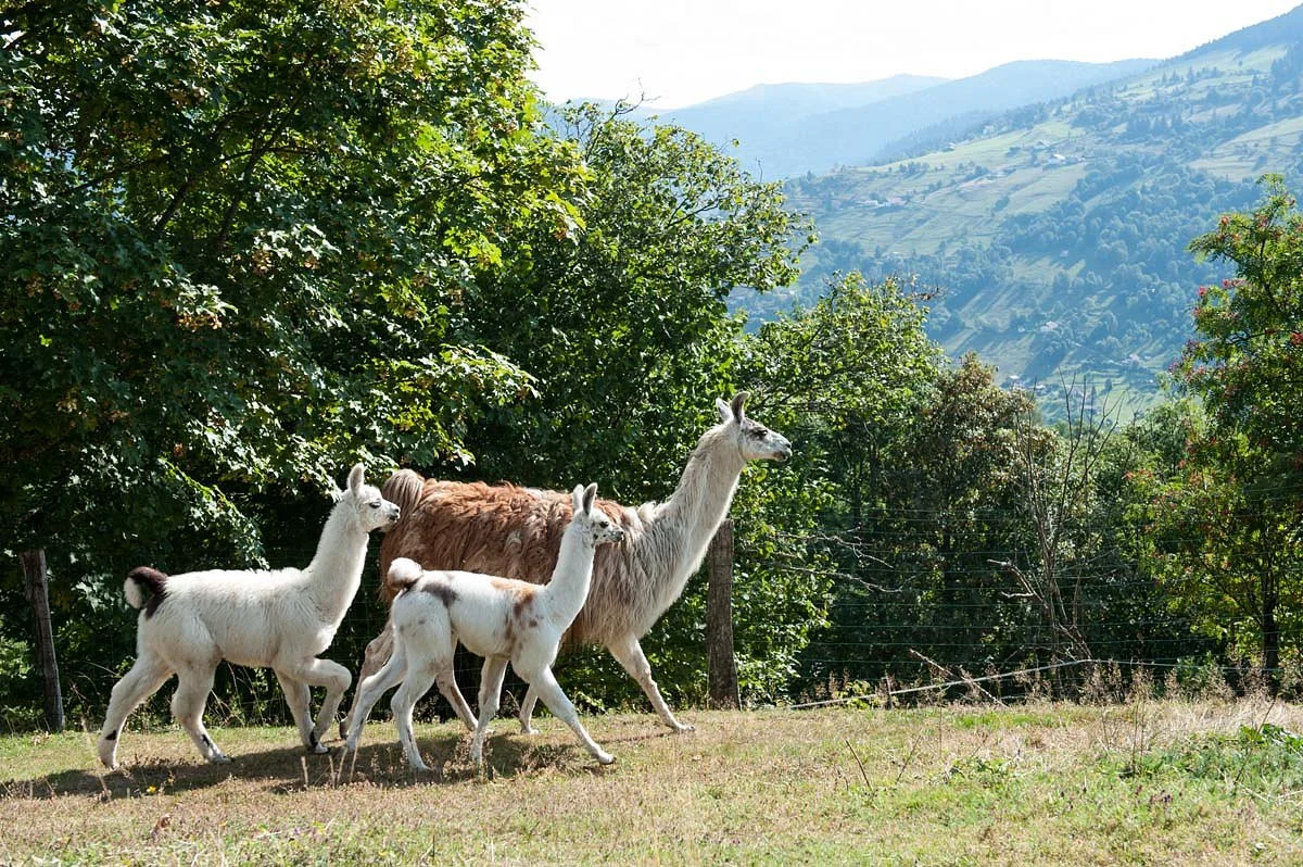 La Montagnes des Lamas
