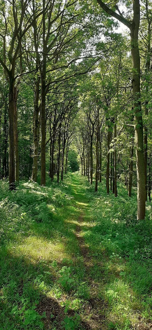 Wytham Woods