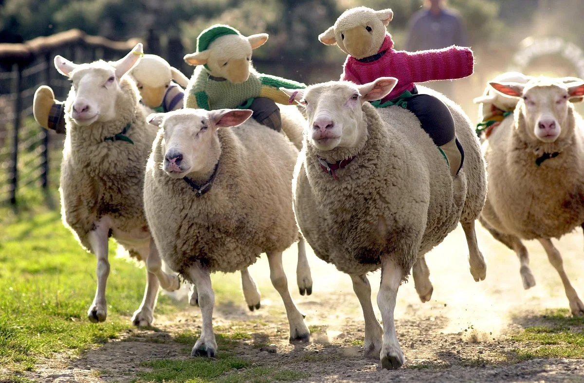The Big Sheep.