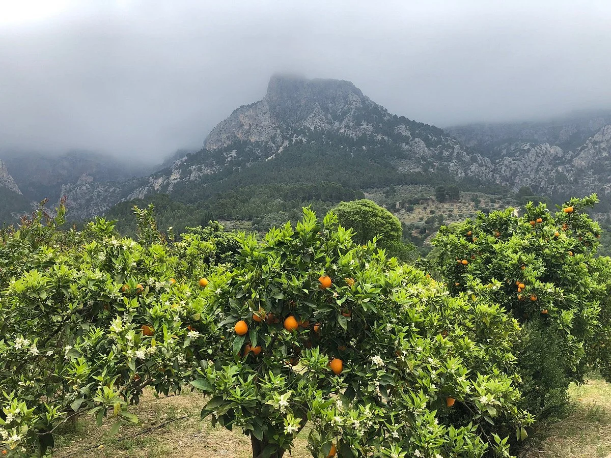 Ecovinyassa