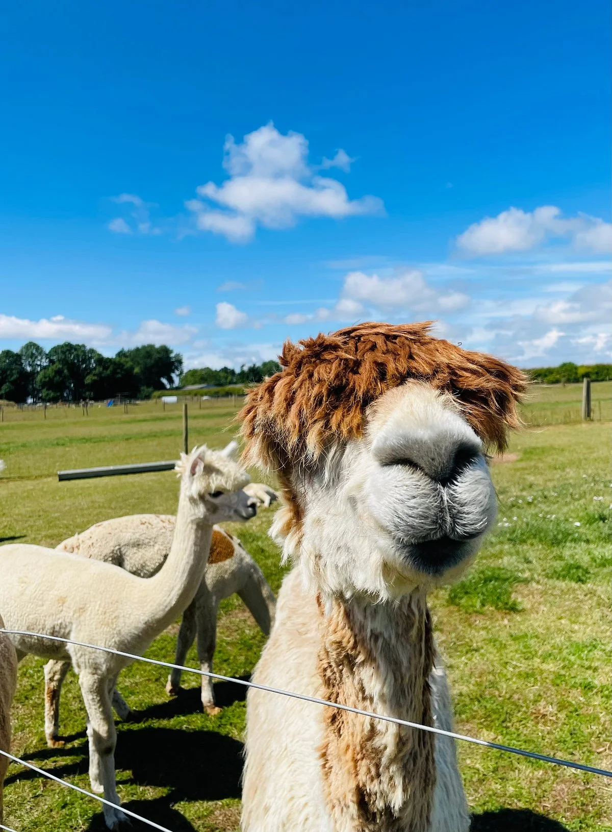 Abbotts View Alpacas