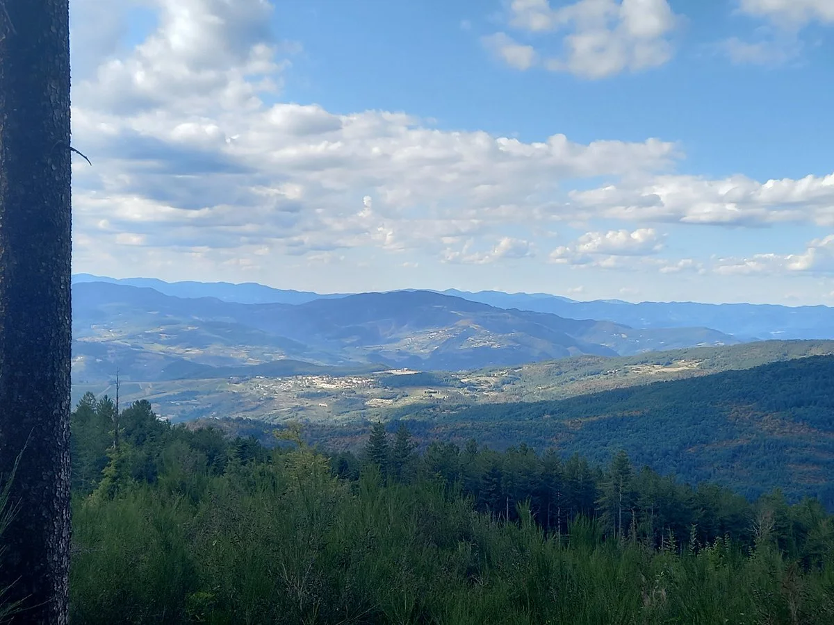 Foresta di Vallombrosa