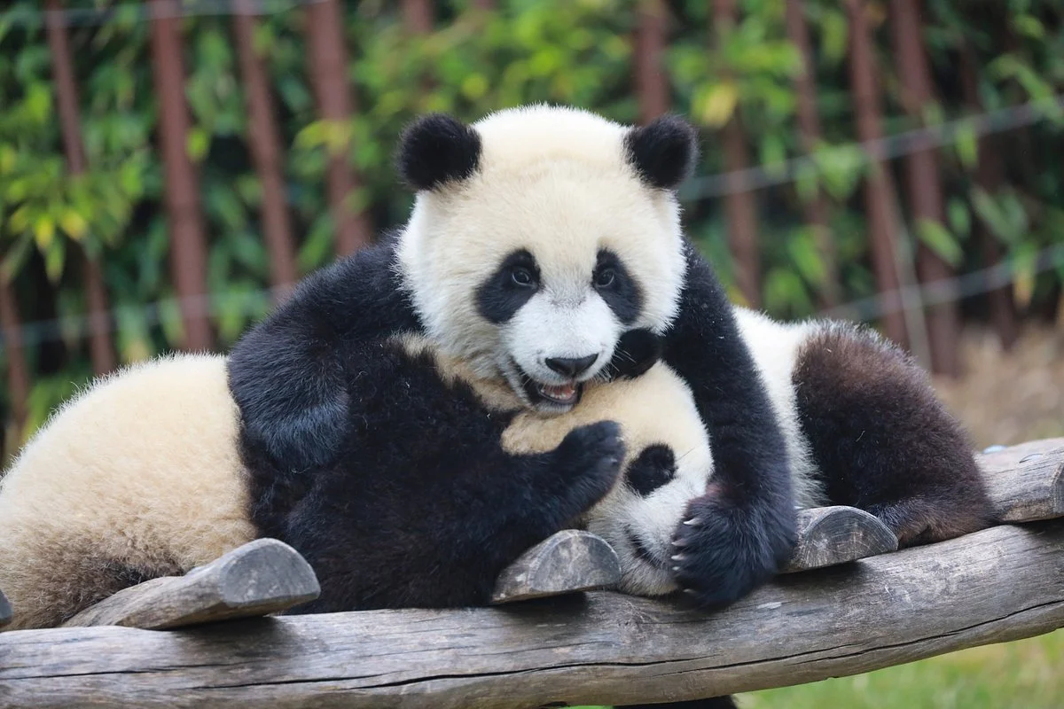 Pairi Daiza