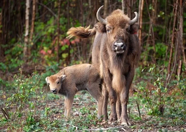 Wildwood Trust