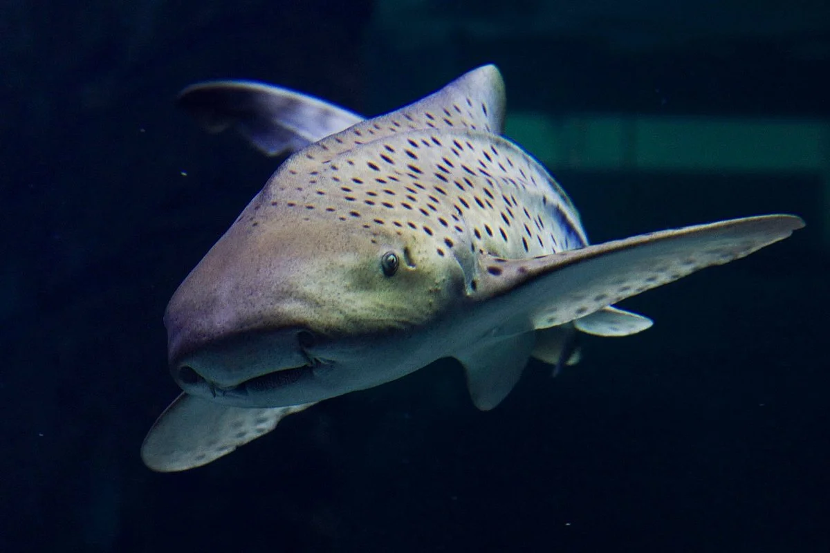 Seaquarium