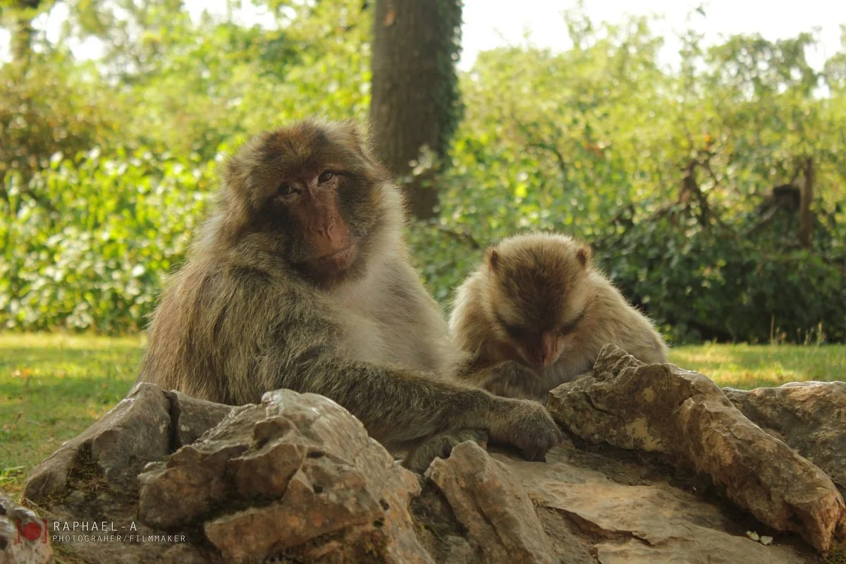 La Foret des Singes