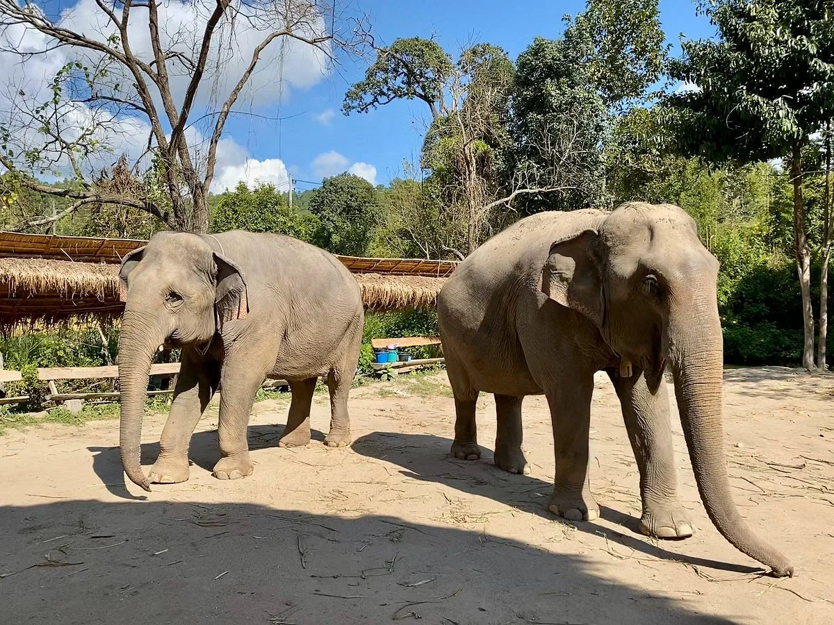 Maeklang Elephant Conservation Community