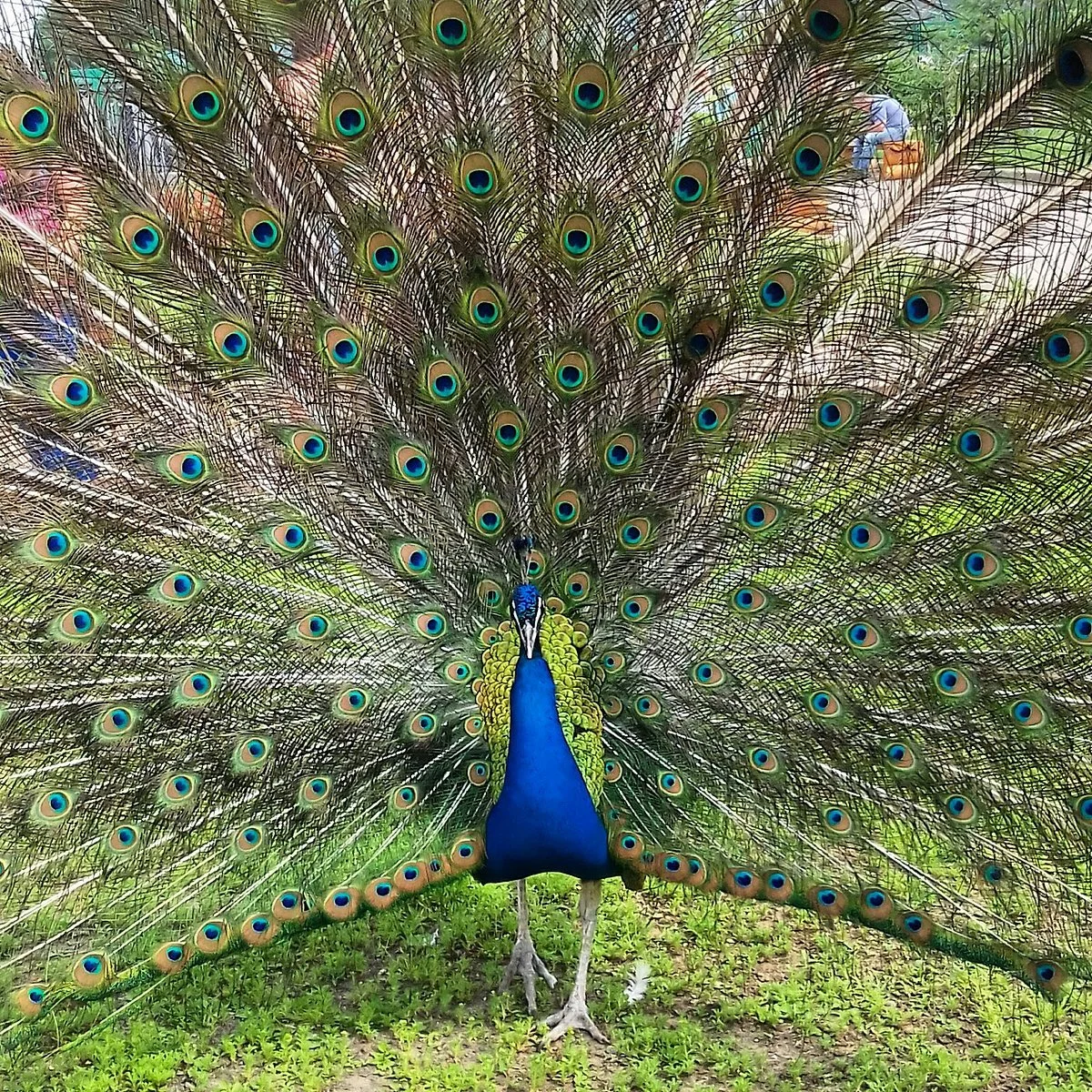 Ekzootik Park