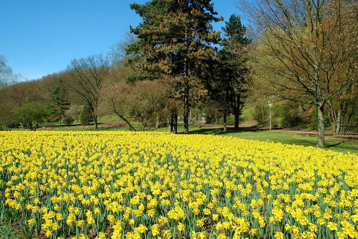 Deutsch-Franzosischer Garten