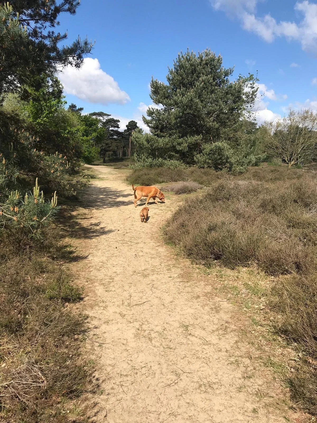 De Beegderheide