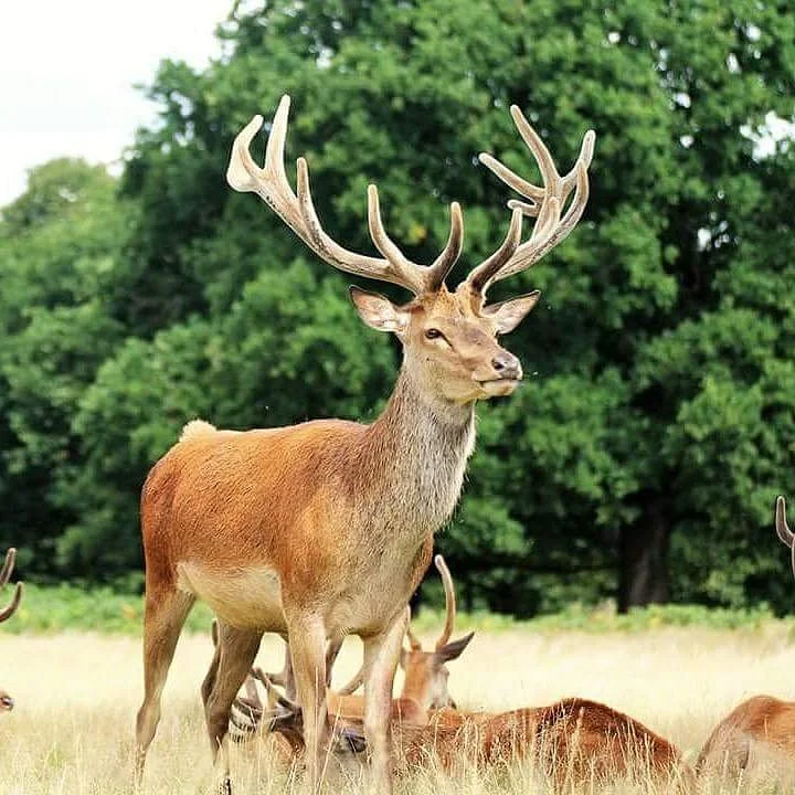 Richmond Park