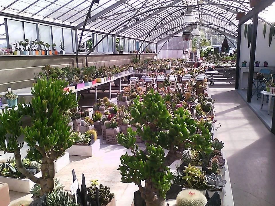 Cactusmania Di Manera Bruno