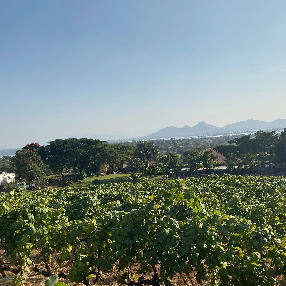 Grover Zampa Vineyards Nashik