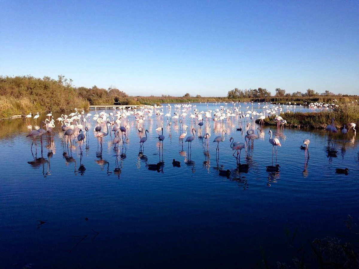 Le Parc Ornithologique de Pont de Gau