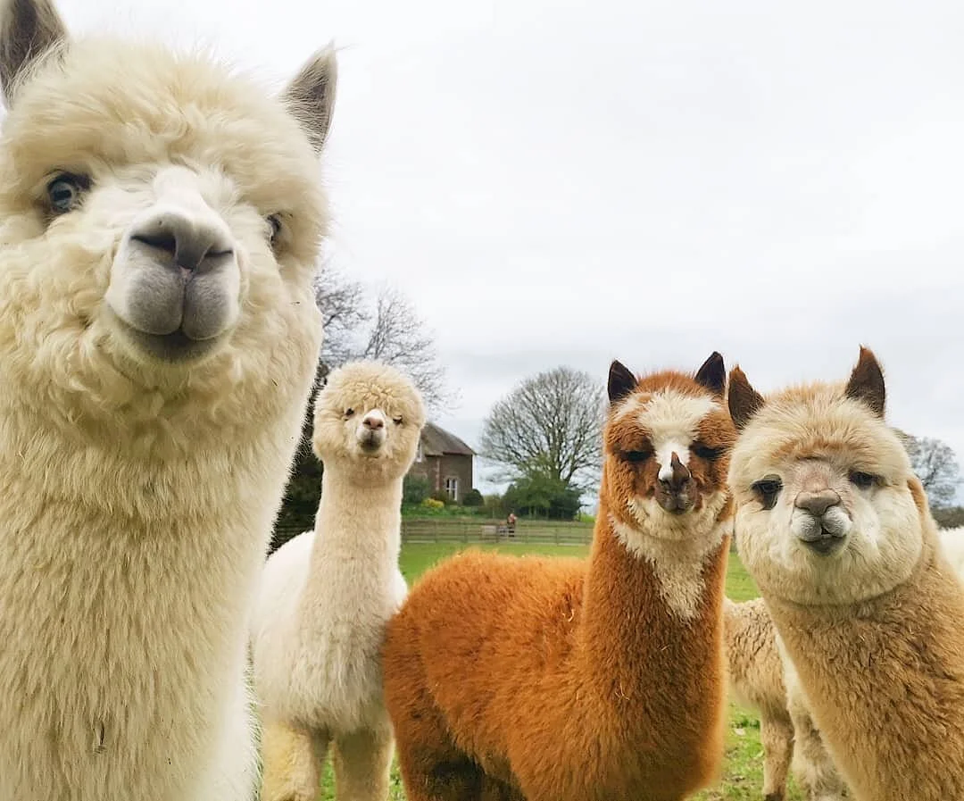 Alpacaly Ever After