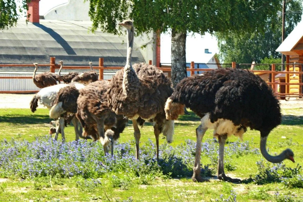 Ostrich Ranch
