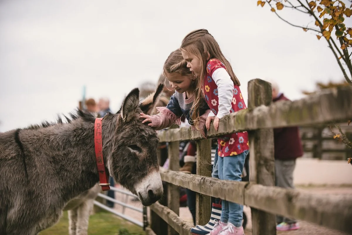 The Donkey Sanctuary