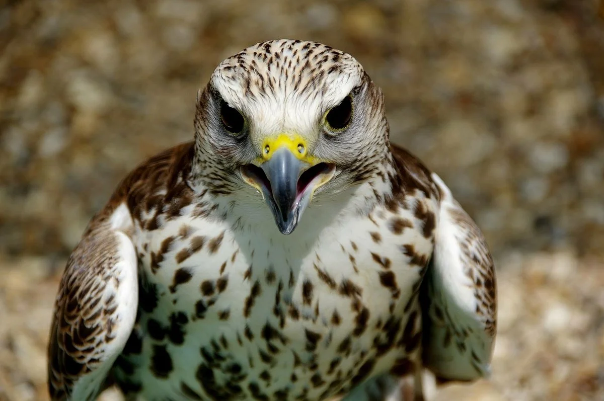 Huxley's Birds of Prey Centre and Gardens