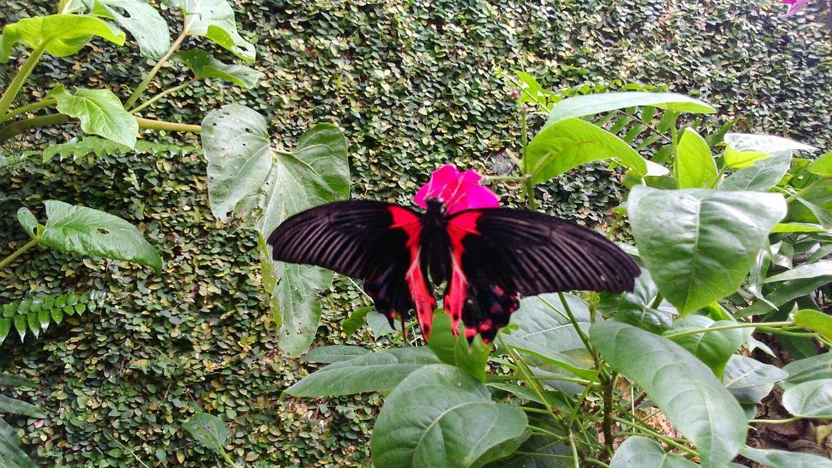 Butterfly Park of Benalmadena