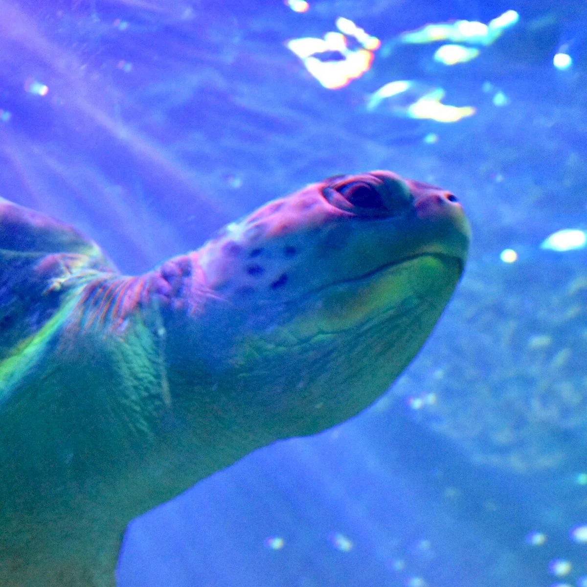 Sea Life Blackpool