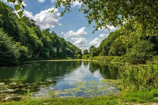 Sherwood Forest