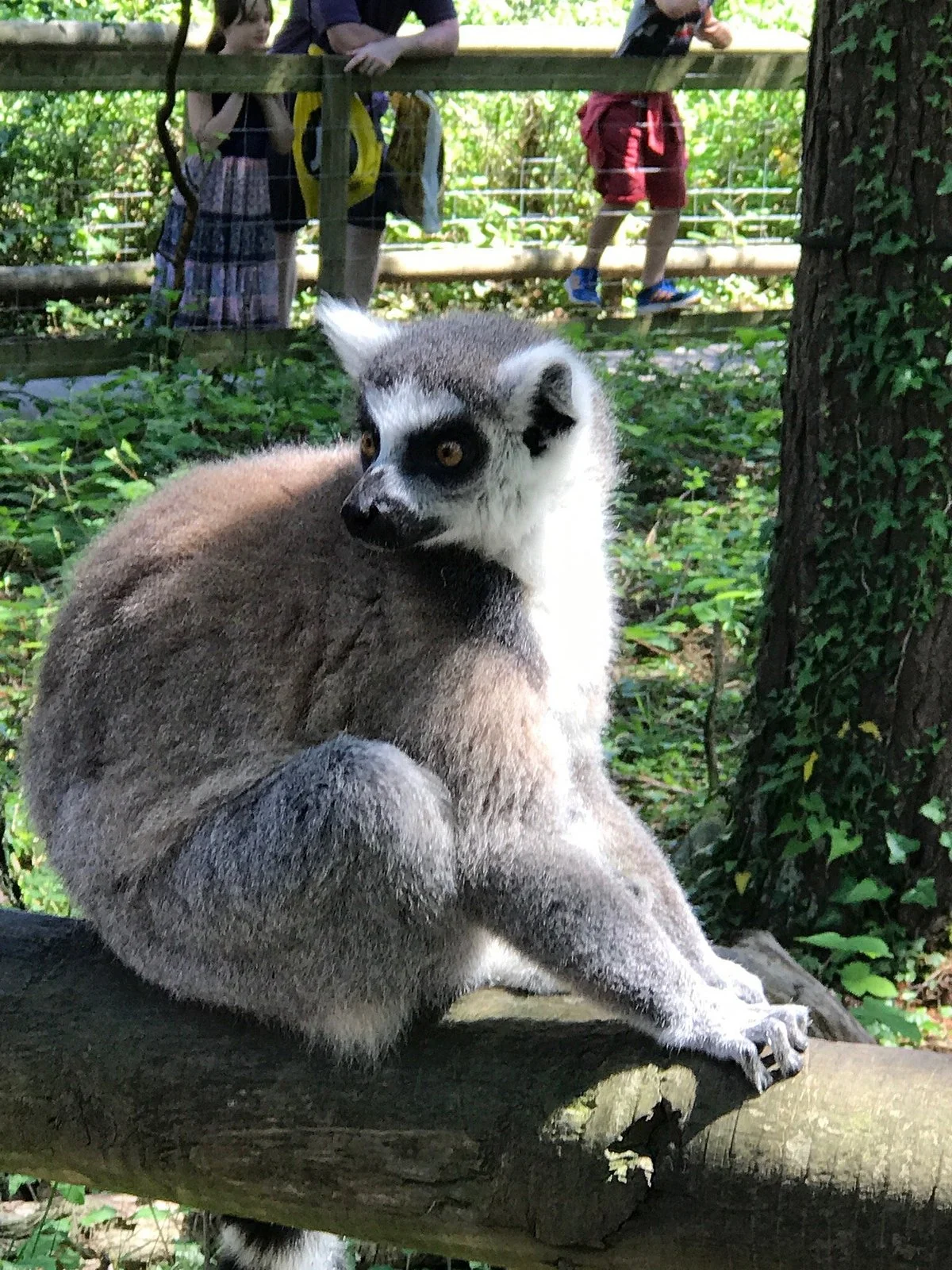 Monkey World