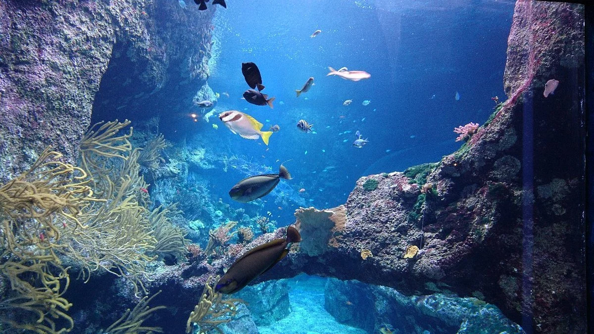 Aquarium de Biarritz