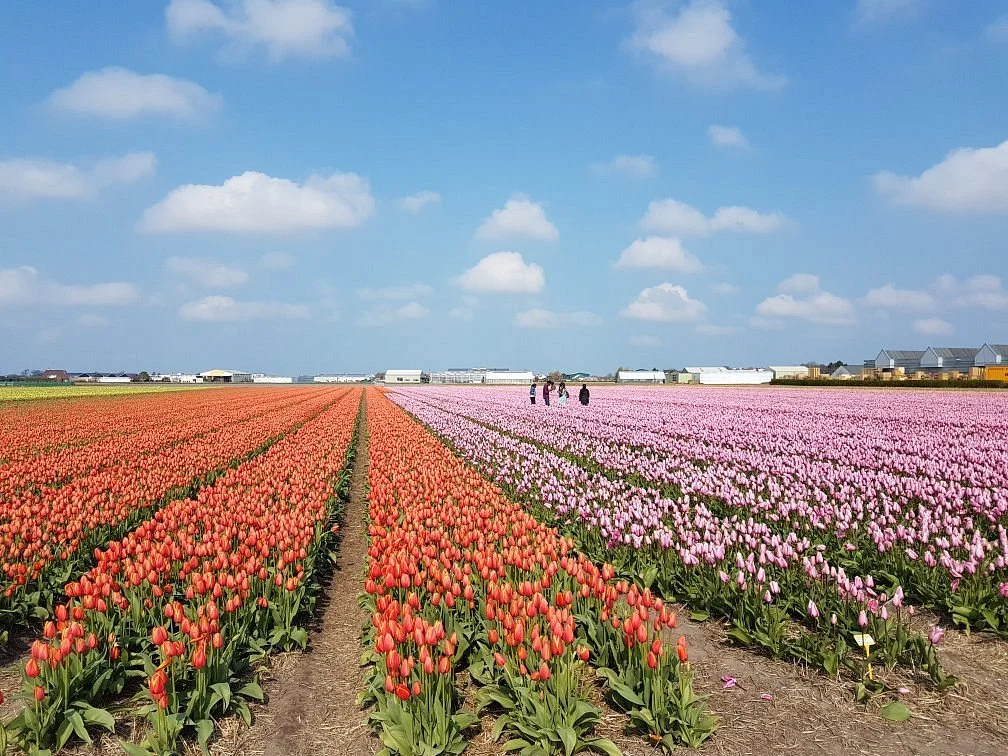 The Flower Bulb Region