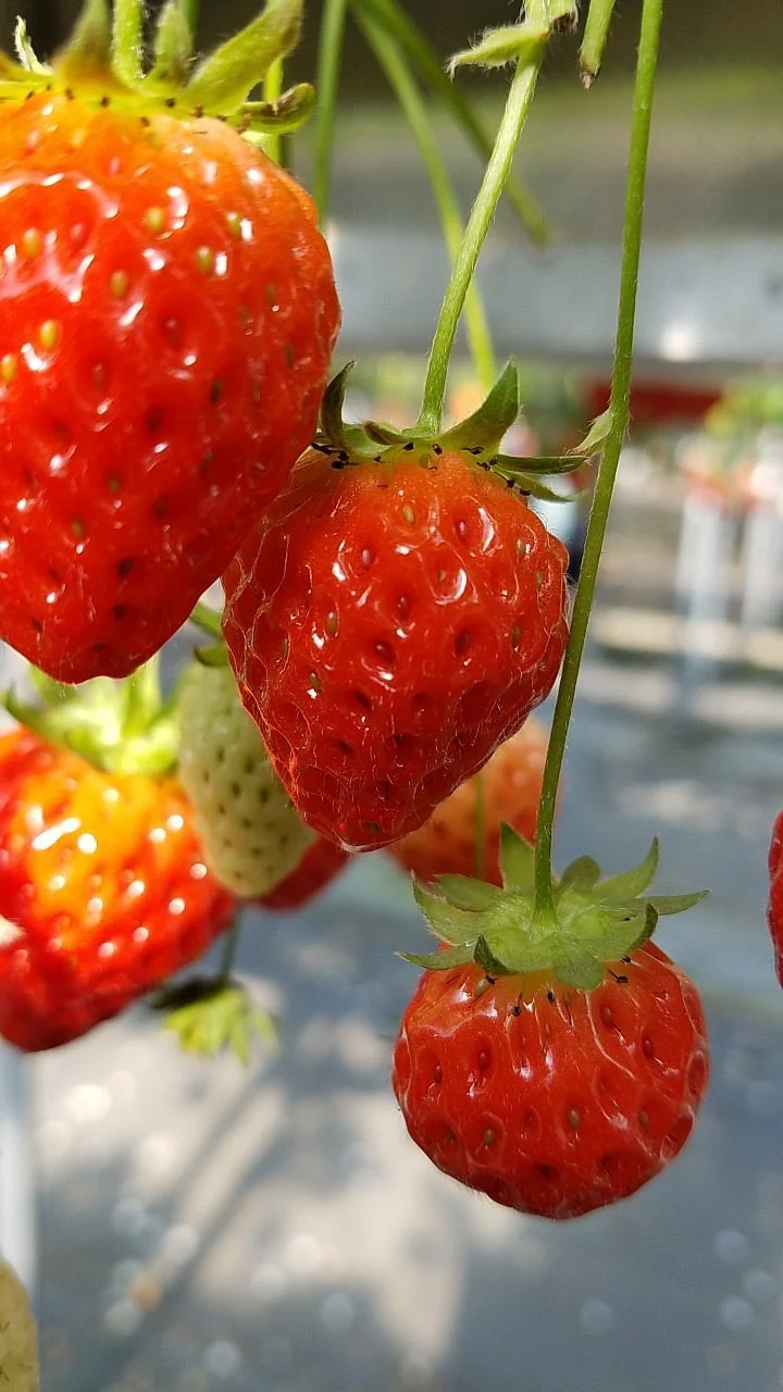 Strawberry Land Nakanishi