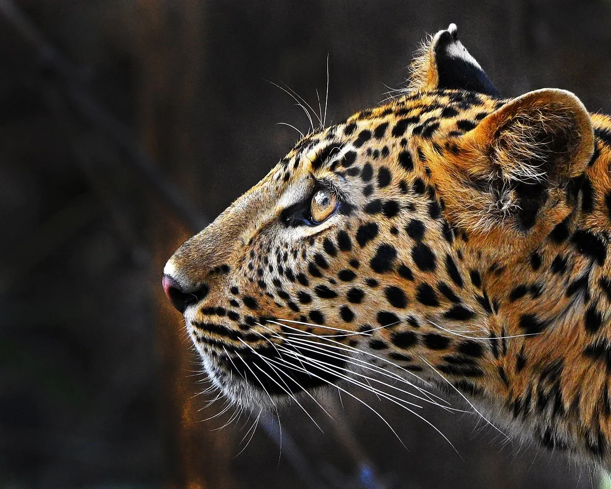 Pench Tiger Reserve