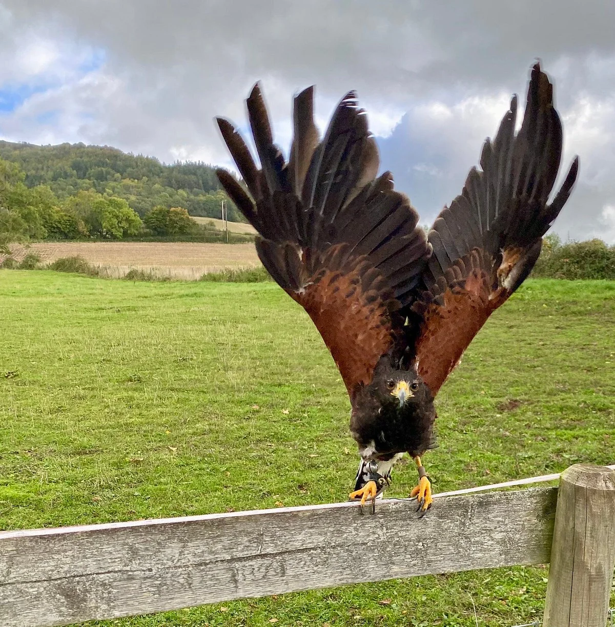 Black Mountains Falconry Centre