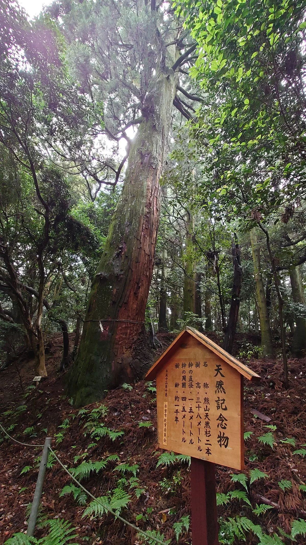 Kumayama no Tennen Sugi