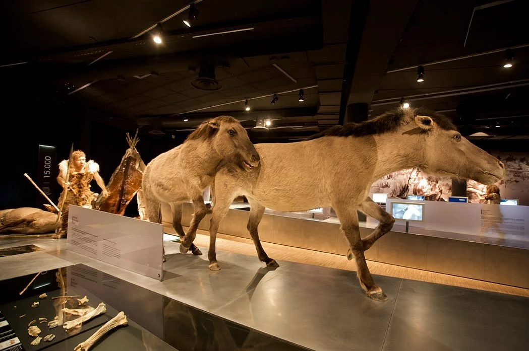 Gallo-Romeins Museum