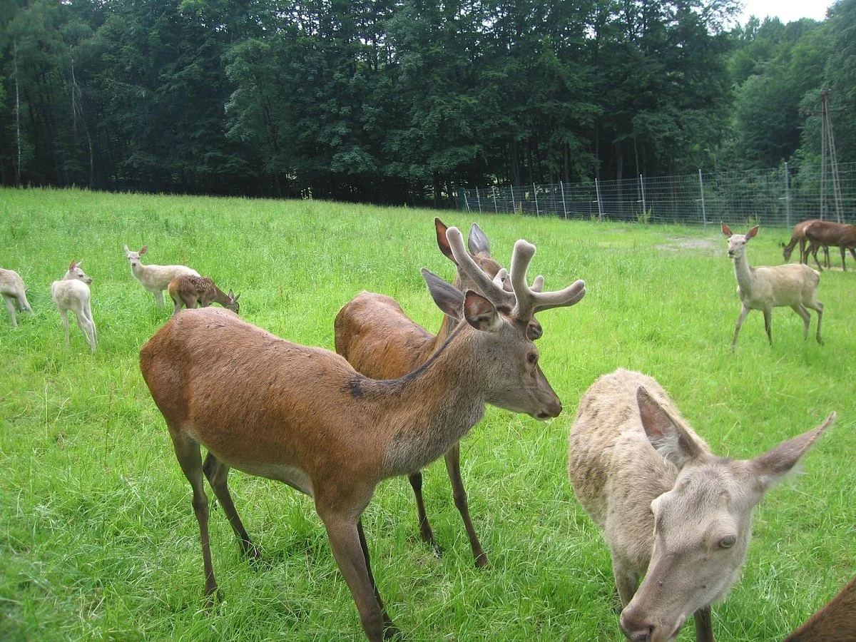 Lesny Park Niespodzianek