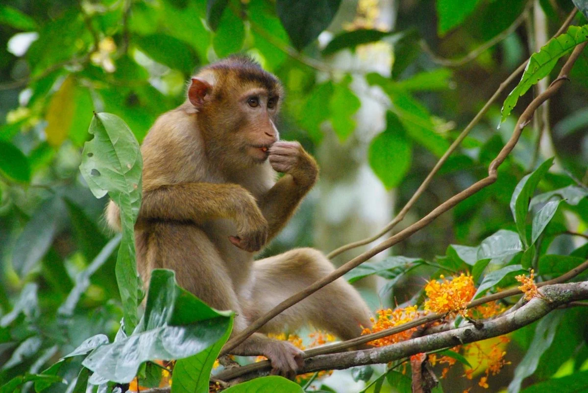 Bornean Sun Bear Conservation Centre