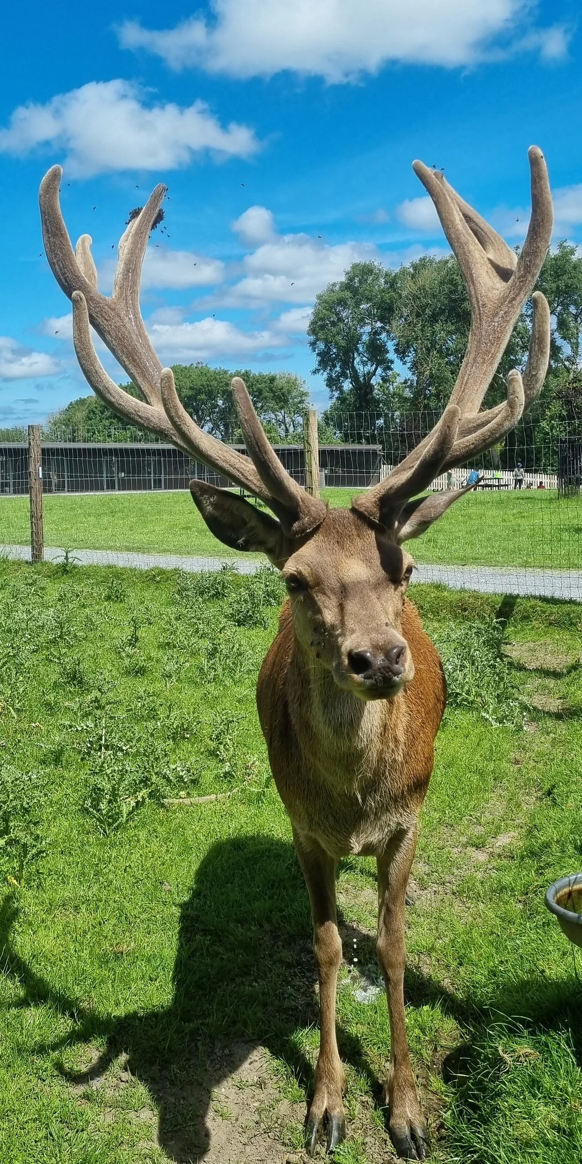 Glendeer Pet Farm