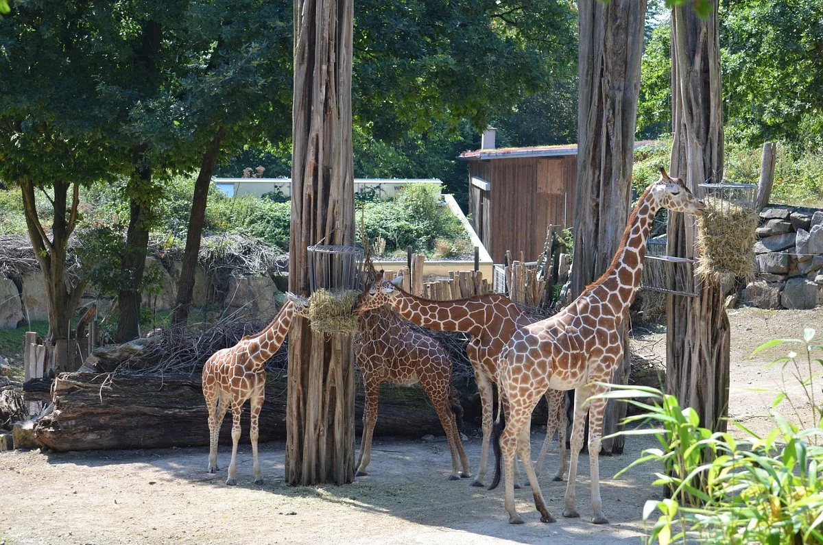Zoo Osnabrück
