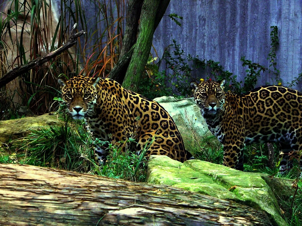 Zoo Halle (Mountain Zoo)