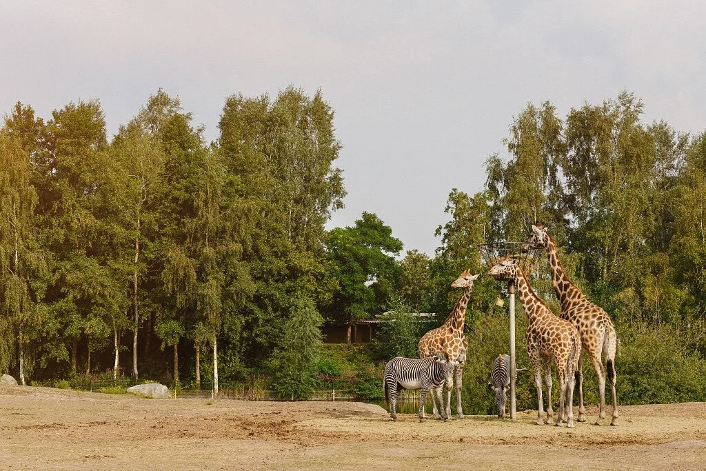 Beekse Bergen Safari Park